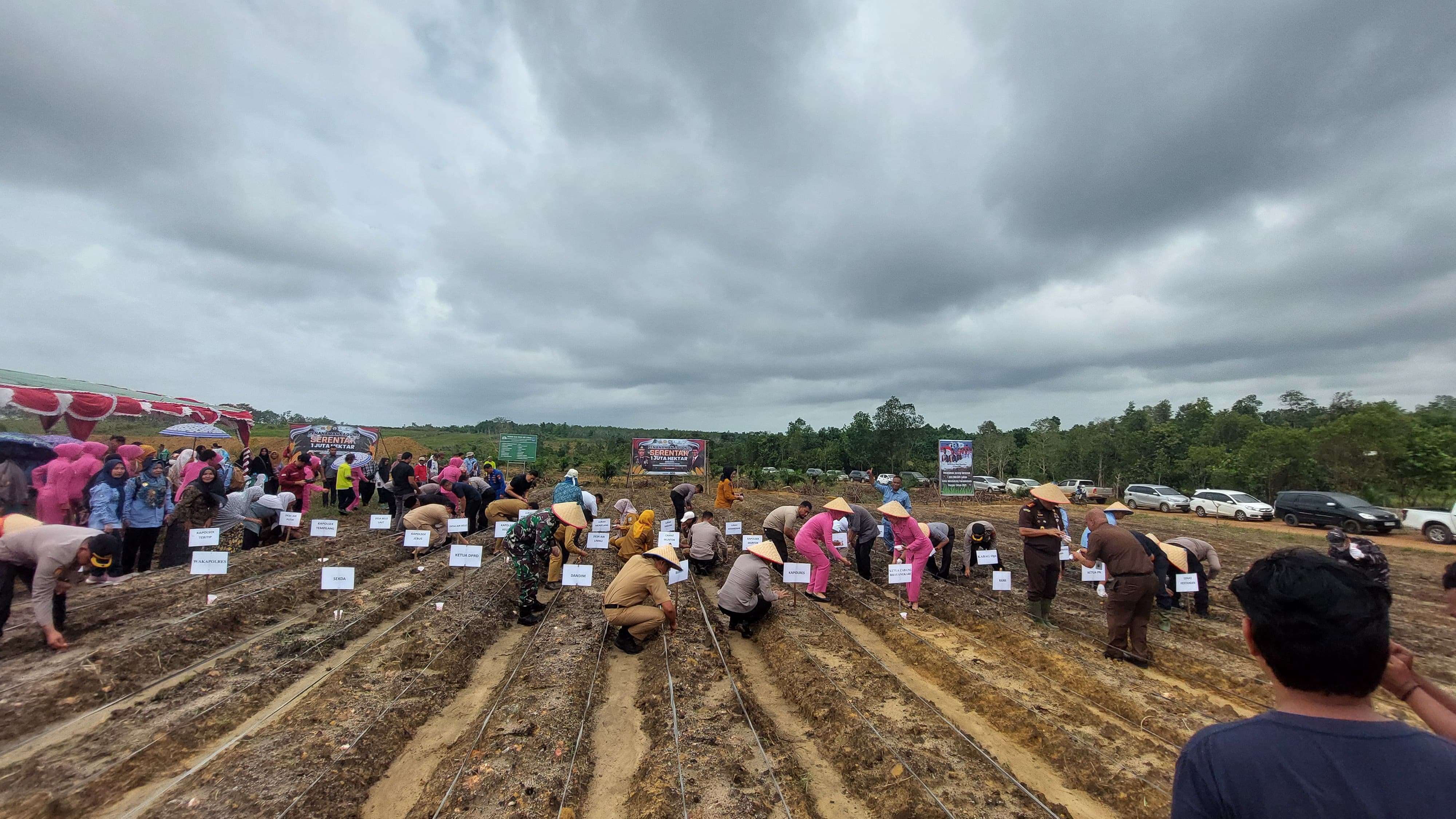 Penanaman Jagung bersama di Desa Air Limau Kec. Mentok