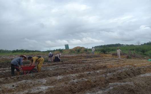 Pembuatan guludan dan pemberian kapur untuk persiapan tanam jagung