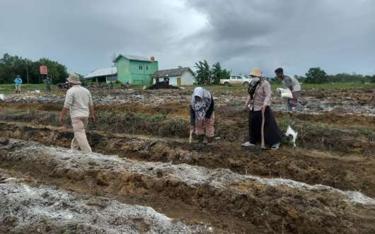 Tim Desa Air Limau, Tim Polres Bangka Barat, DKPP, dan Tim BPP Mentok bekerjasama melakukan persiapan olah tanah untuk kegiatan penanaman jagung