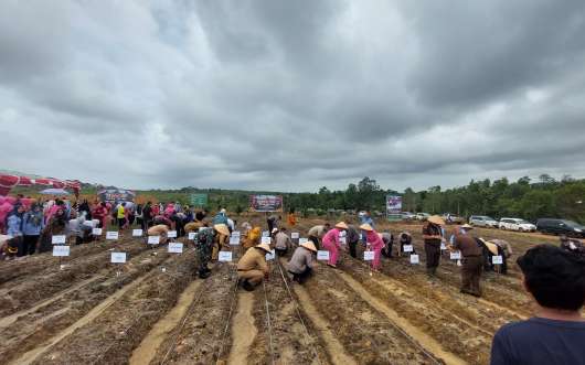 Penanaman Jagung bersama di Desa Air Limau Kec. Mentok