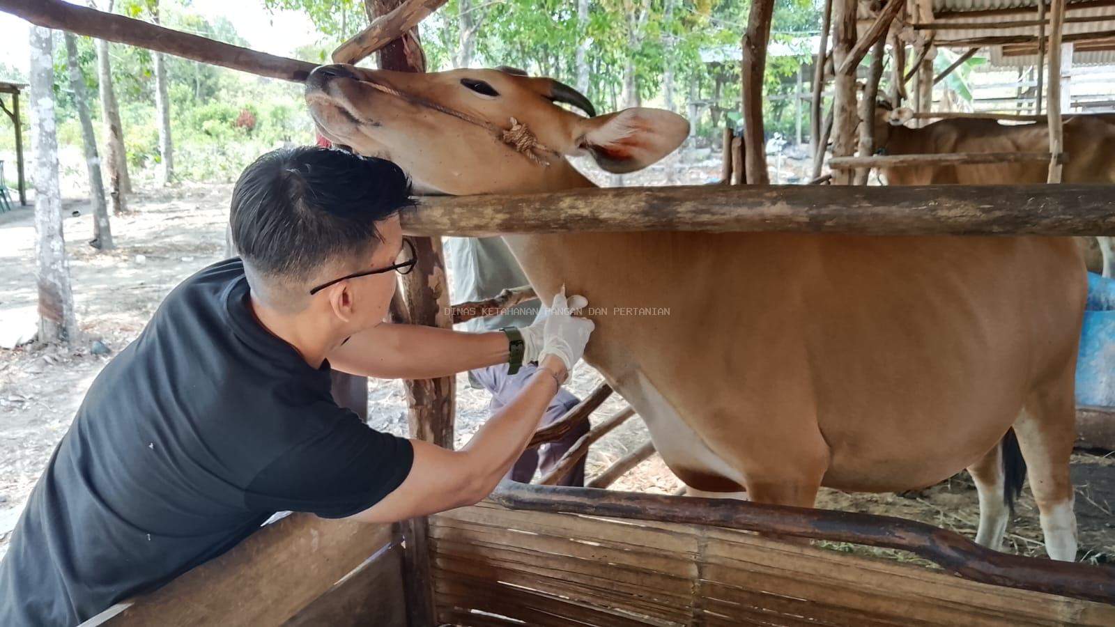 Surveilans Post Vaksinasi PMK, DKPP Bangka Barat Perkuat Monitoring Kekebalan Ternak di Desa Air Putih
